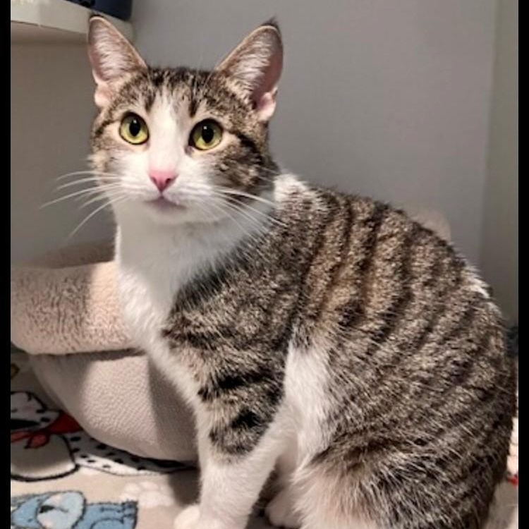 Enlarge Fern, an adopted Manx in Lodi, CA image 2/3