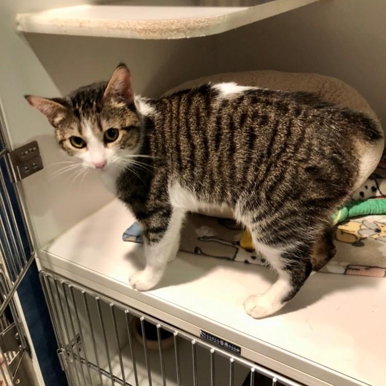 Fern — thumbnail 3