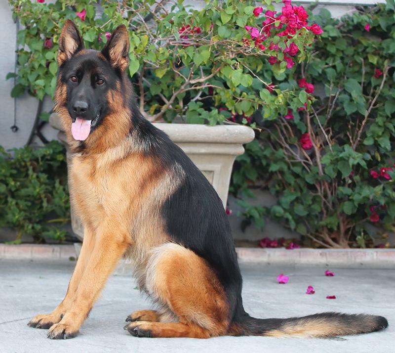 Papa Von Oldenburg thumbnail 4