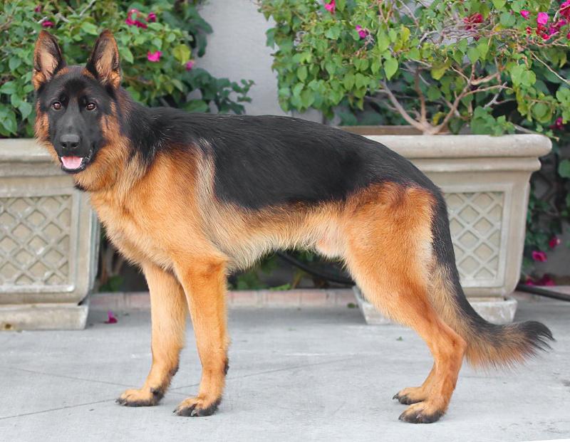 Papa Von Oldenburg thumbnail 6