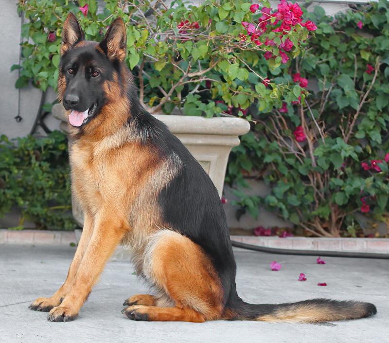 Papa Von Oldenburg thumbnail 5