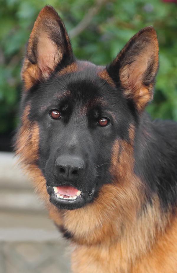 Papa Von Oldenburg thumbnail 2