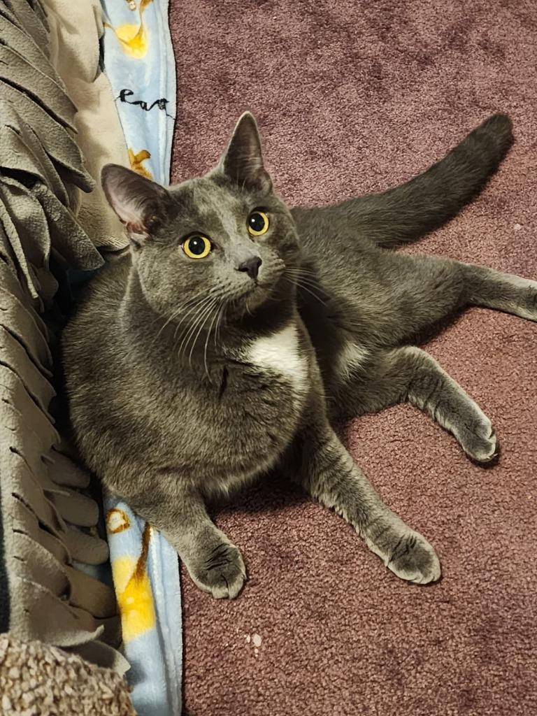 Little Monkey, Adoptable, Young Male Domestic Short Hair.