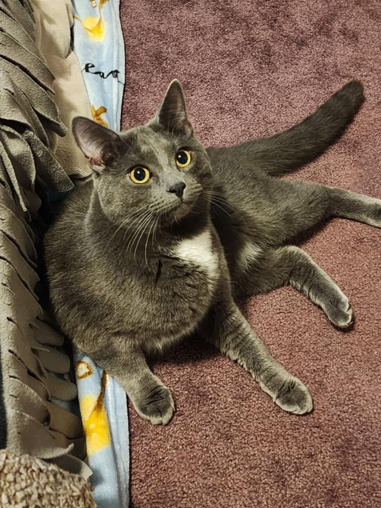 Enlarge Little Monkey, a Adoptable mixed breed in Hagaman, NY image 2/6