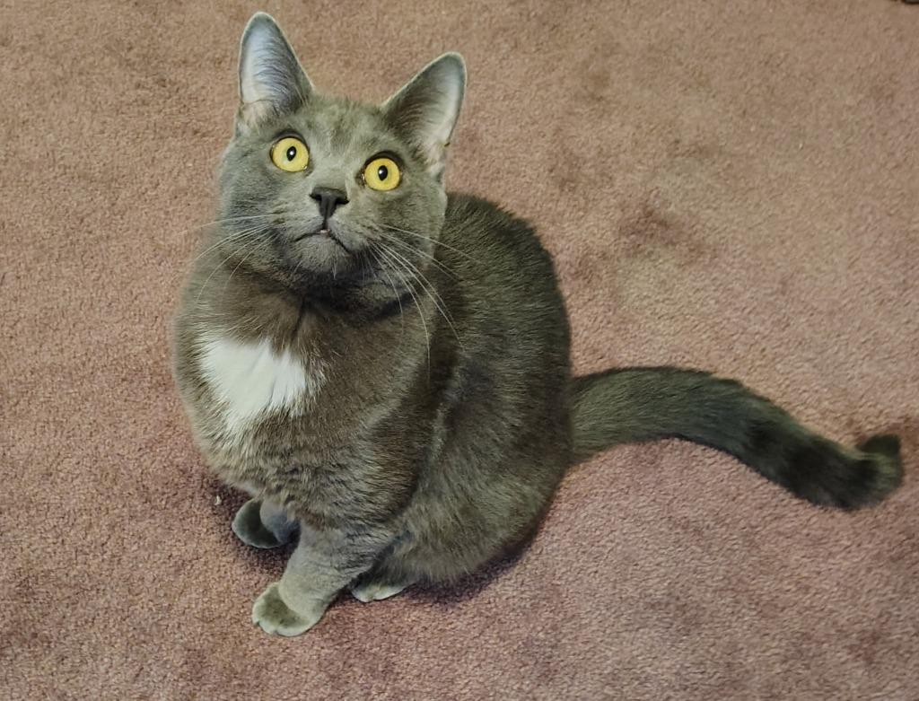 Enlarge Little Monkey, a Adoptable mixed breed in Hagaman, NY image 3/6