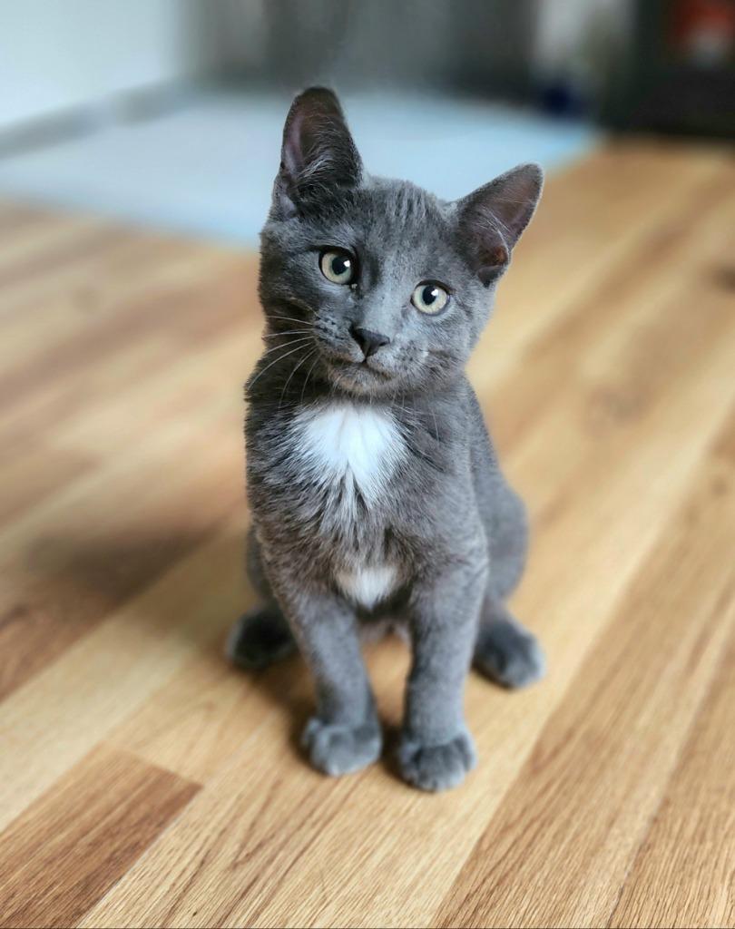 Enlarge Little Monkey, a Adoptable mixed breed in Hagaman, NY image 4/6