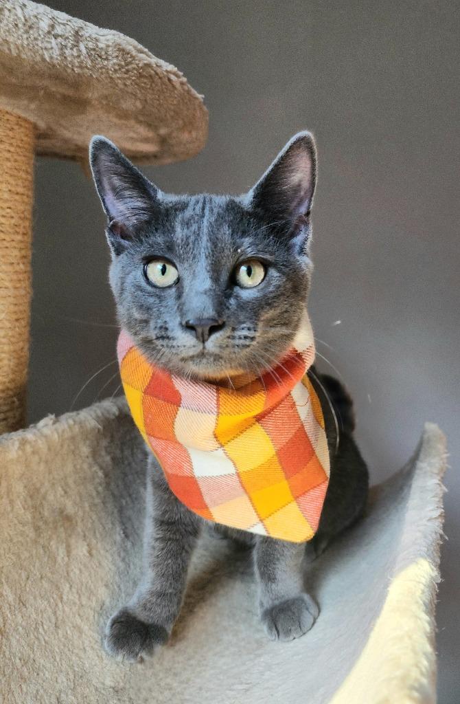 Enlarge Little Monkey, a Adoptable mixed breed in Hagaman, NY image 6/6