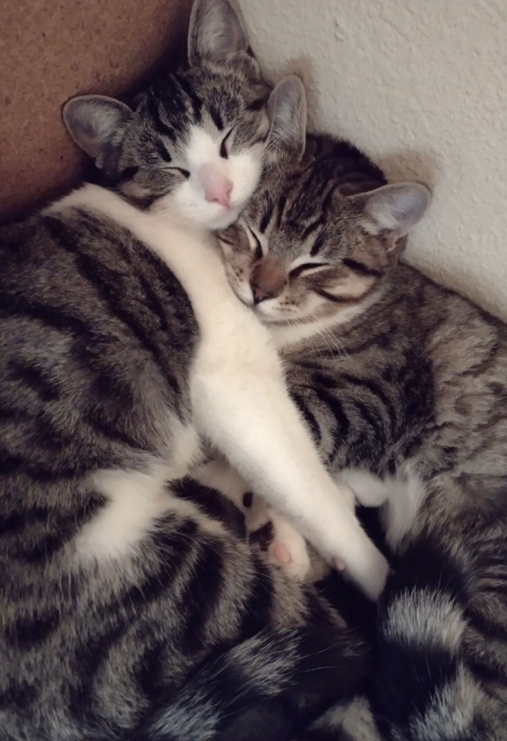 Cleo and Leona, a Adoptable Tabby in Huntington Beach, CA image 5/6