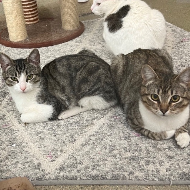 Cleo and Leona, a Adoptable Tabby in Huntington Beach, CA image 4/6