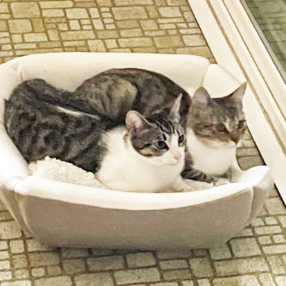 Cleo and Leona, a Adoptable Tabby in Huntington Beach, CA image 6/6