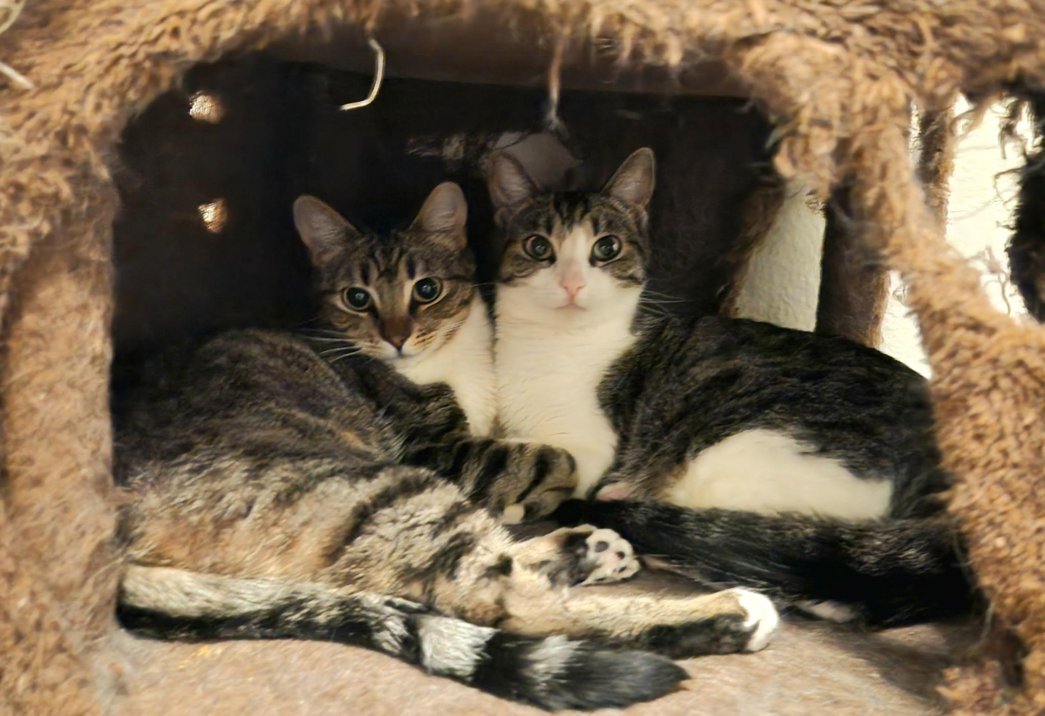 Cleo and Leona, a Adoptable Tabby in Huntington Beach, CA image 1/6
