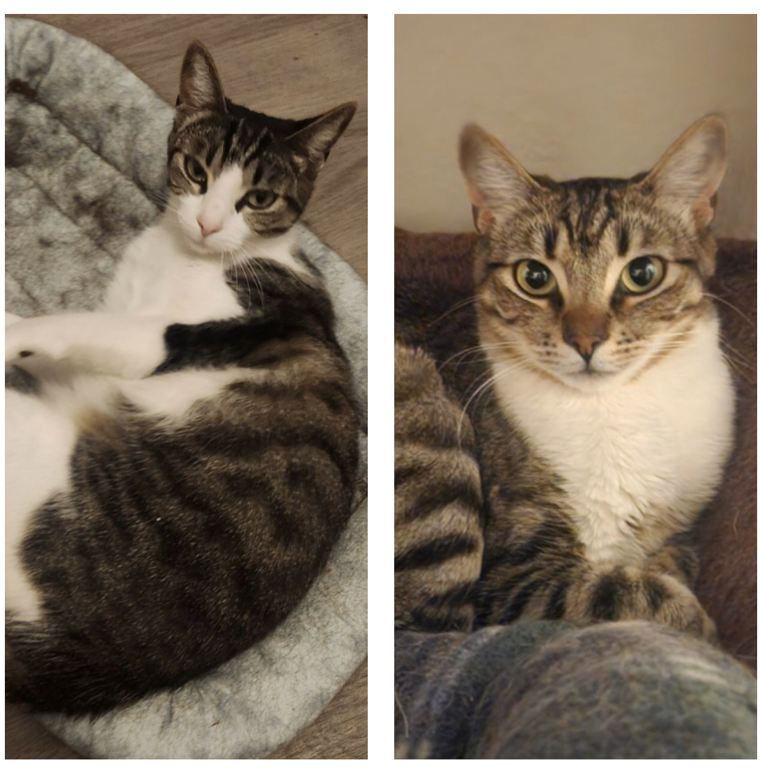 Cleo and Leona, a Adoptable Tabby in Huntington Beach, CA image 3/6