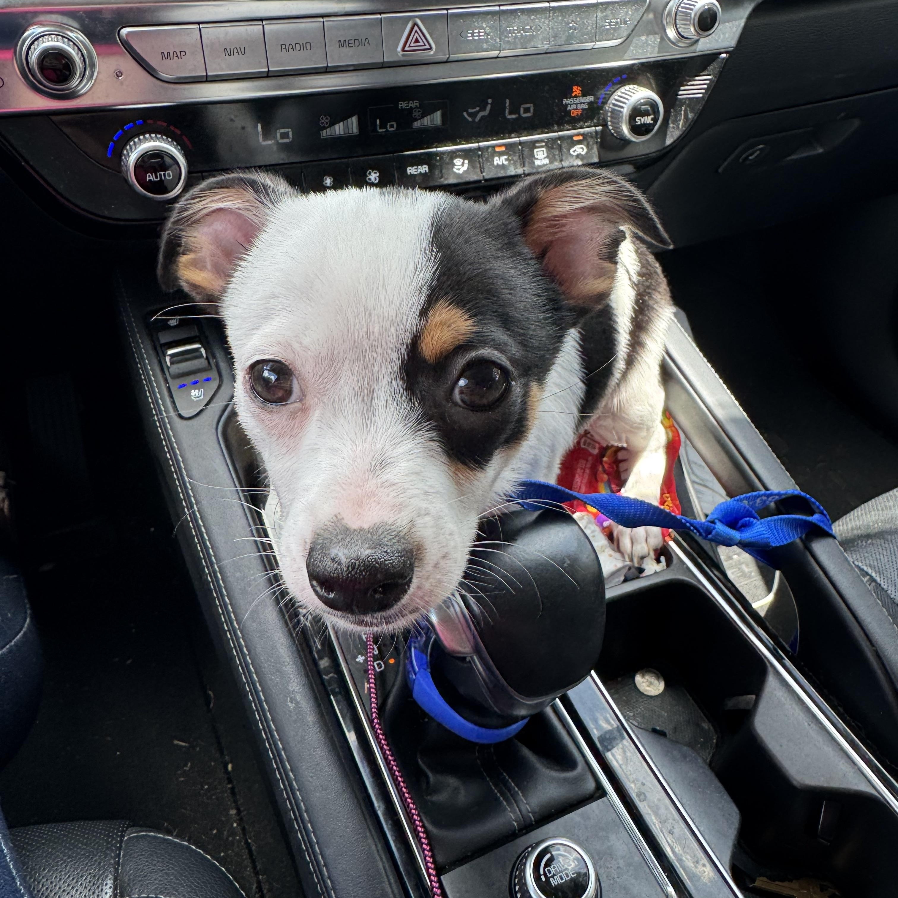 Enlarge Blueberry, a ADOPTABLE mixed breed in Port Saint Lucie, FL image 4/5
