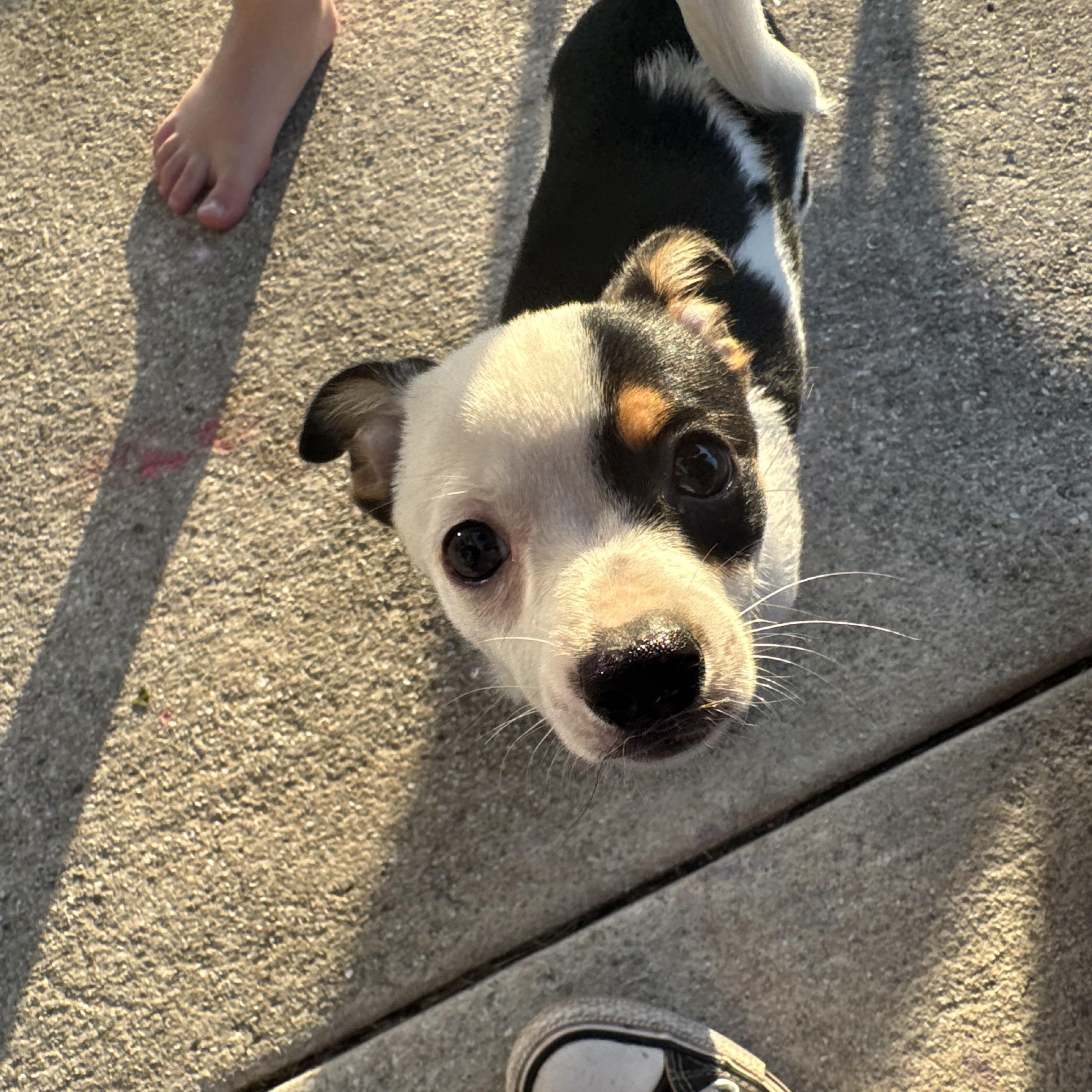 Enlarge Blueberry, a ADOPTABLE mixed breed in Port Saint Lucie, FL image 2/5