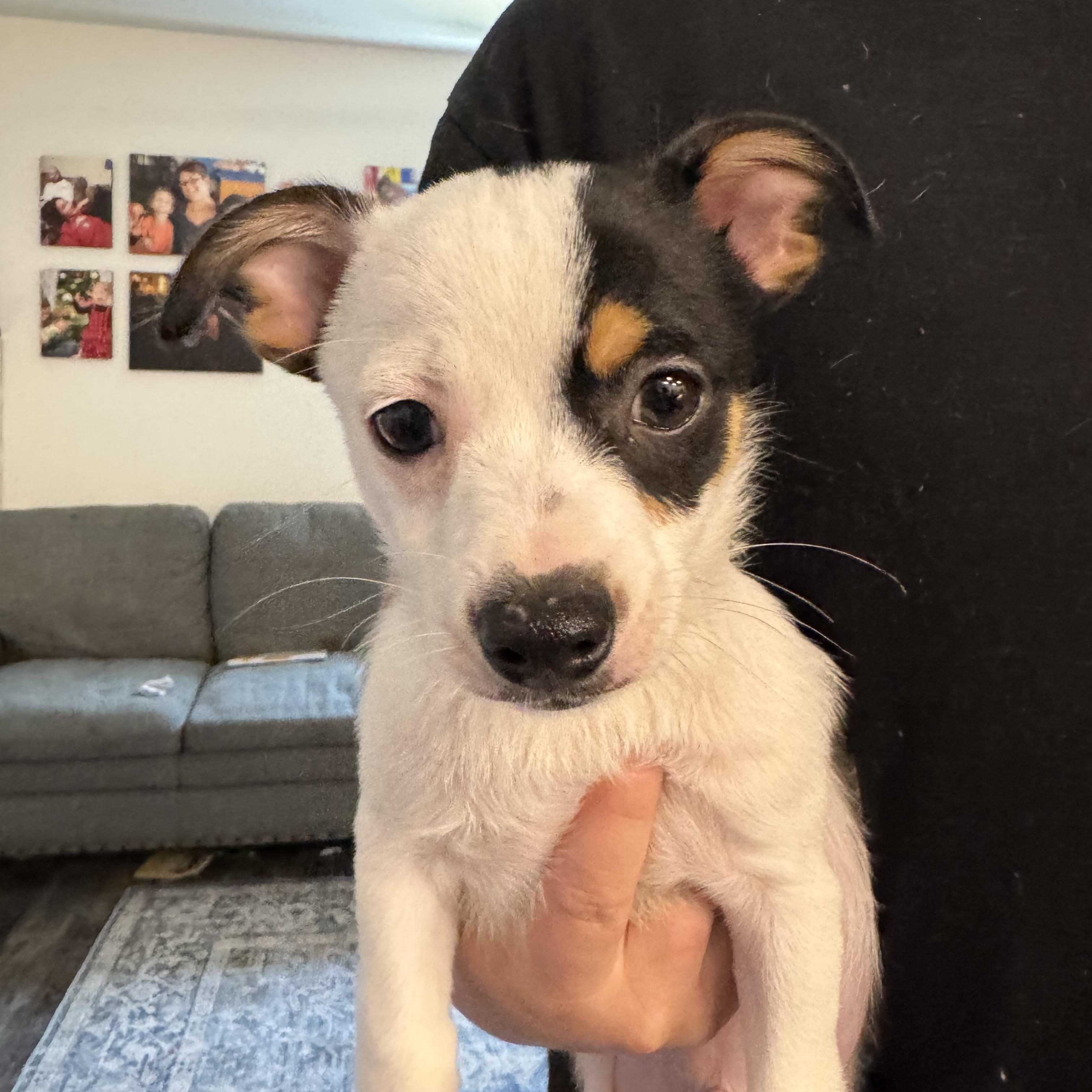 Enlarge Blueberry, a ADOPTABLE mixed breed in Port Saint Lucie, FL image 1/5