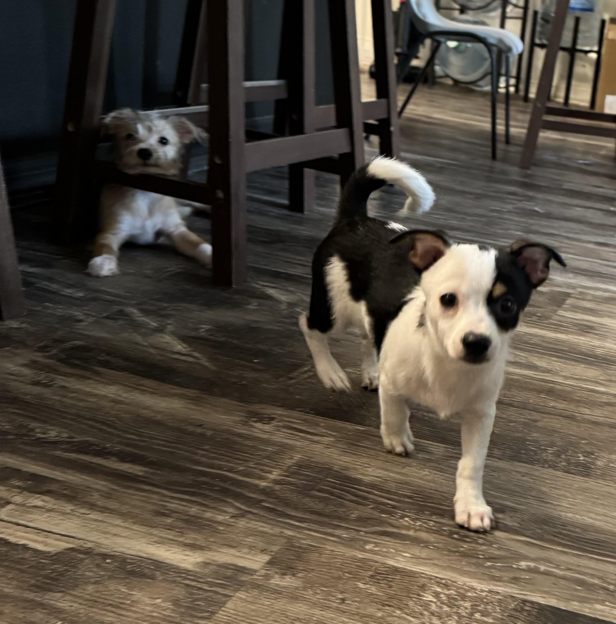 Enlarge Blueberry, a ADOPTABLE mixed breed in Port Saint Lucie, FL image 3/5