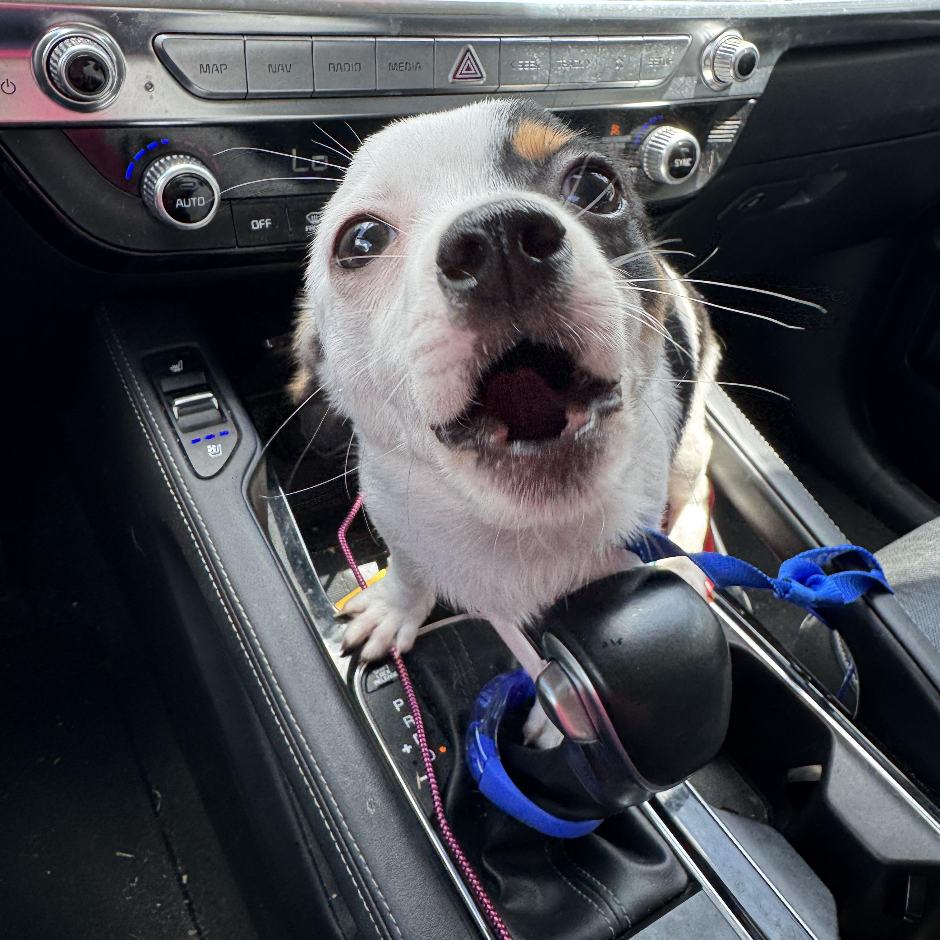 Enlarge Blueberry, a ADOPTABLE mixed breed in Port Saint Lucie, FL image 5/5