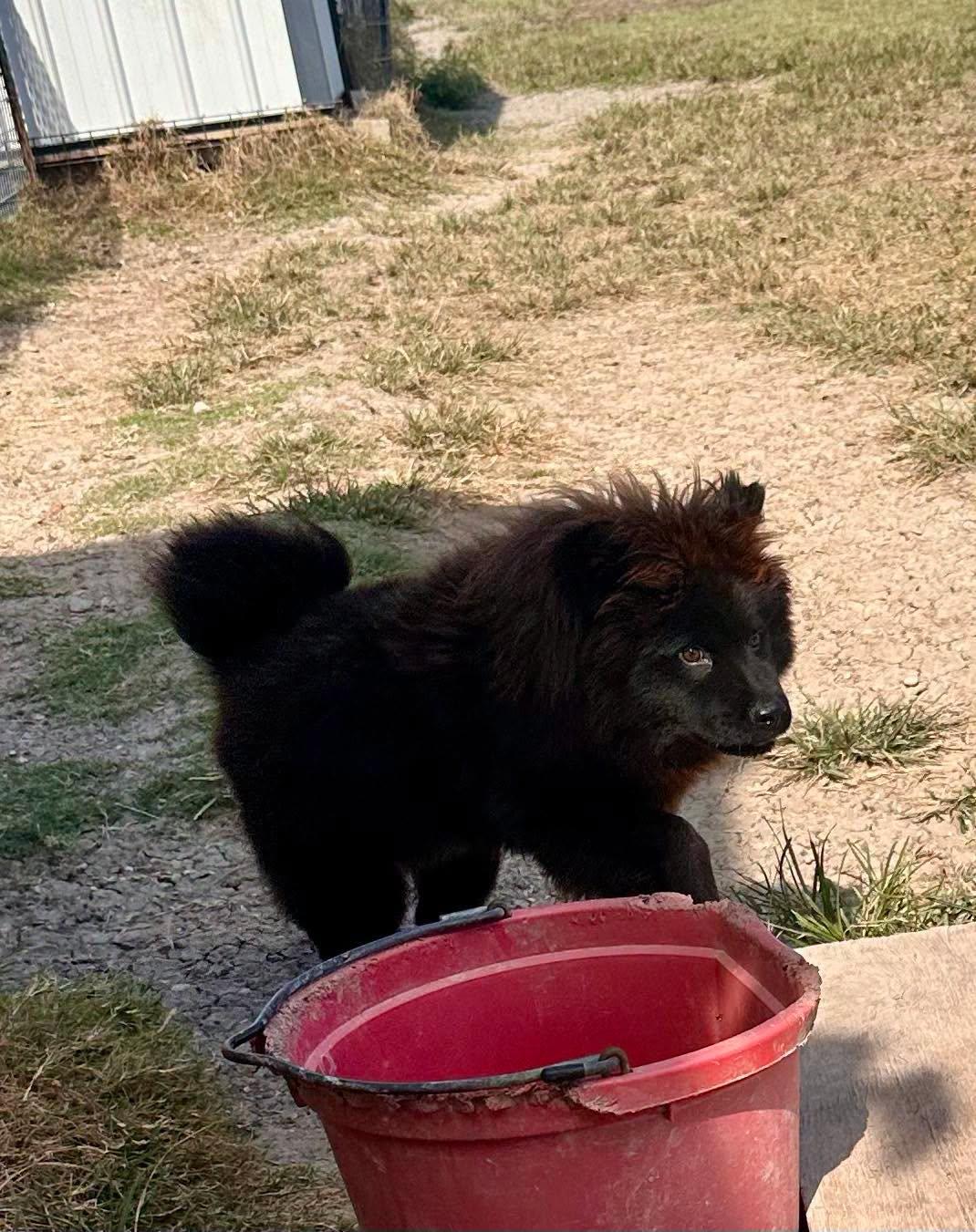 Enlarge Mishka, a Adoption Pending Chow Chow in Temple, TX image 3/5