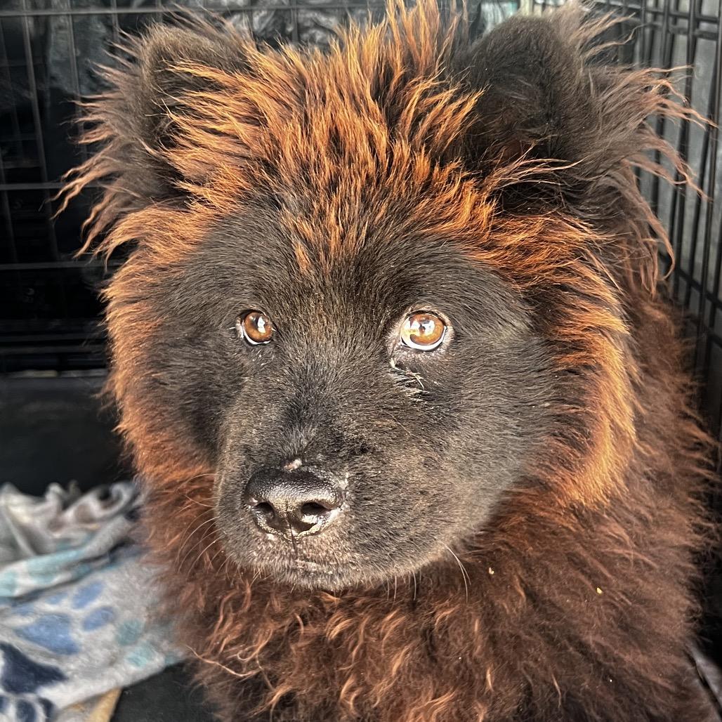 Enlarge Mishka, a Adoption Pending Chow Chow in Temple, TX image 4/5