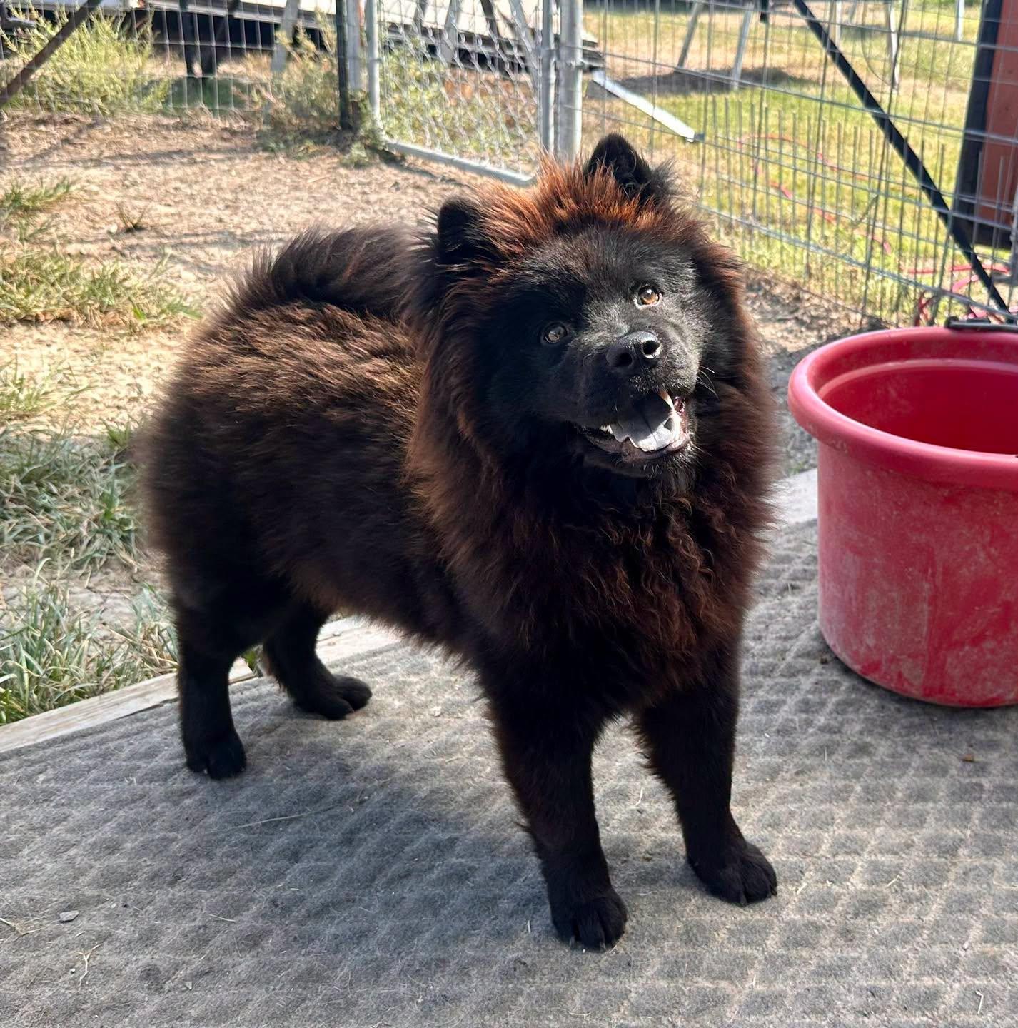 Mishka, Adoptable, Young Female Chow Chow.