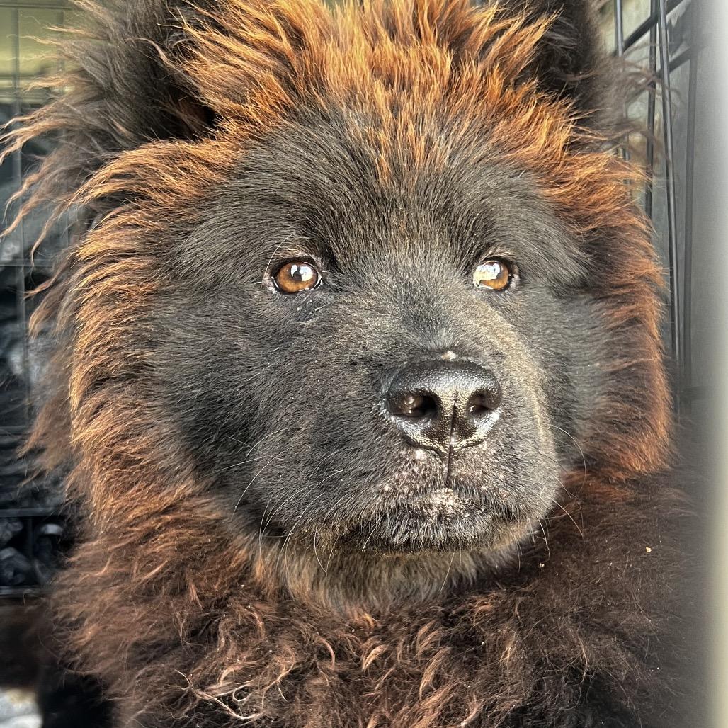 Enlarge Mishka, a Adoption Pending Chow Chow in Temple, TX image 5/5