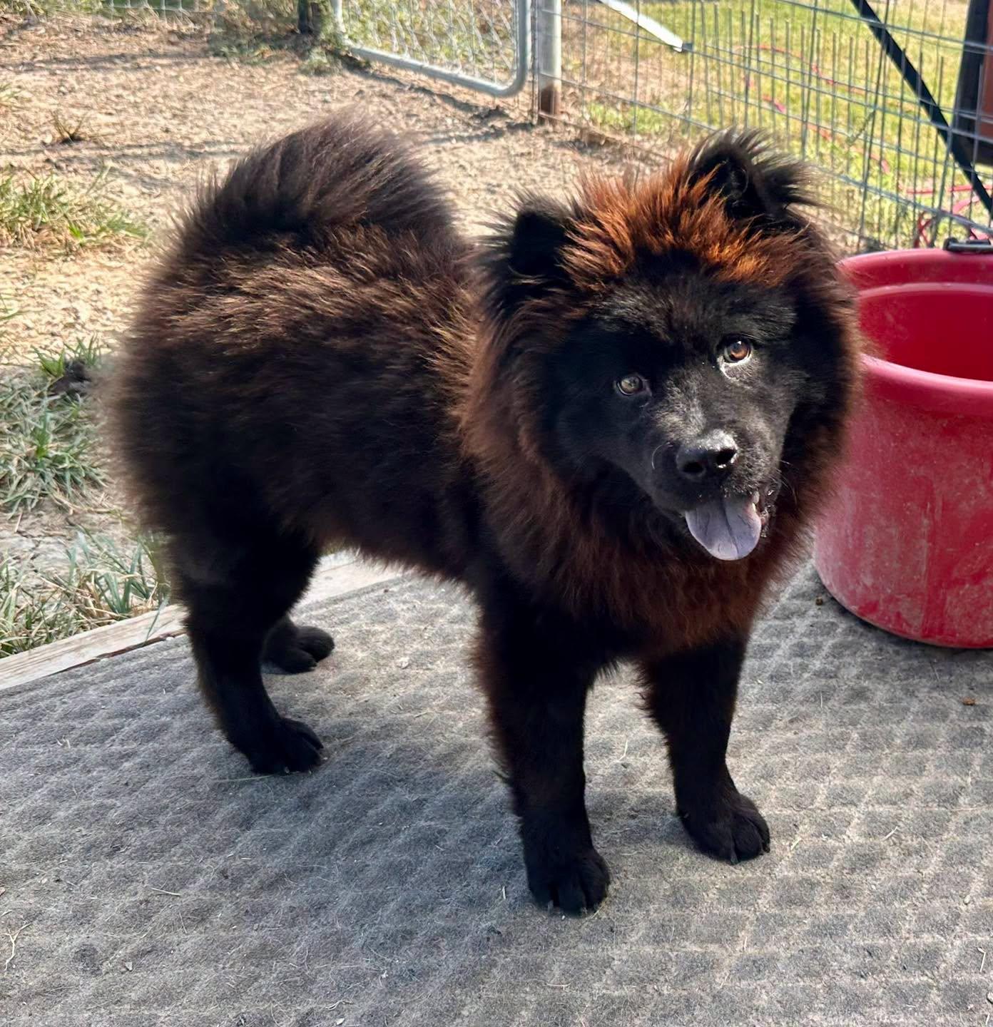 Enlarge Mishka, a Adoption Pending Chow Chow in Temple, TX image 2/5
