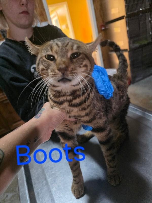 Boots