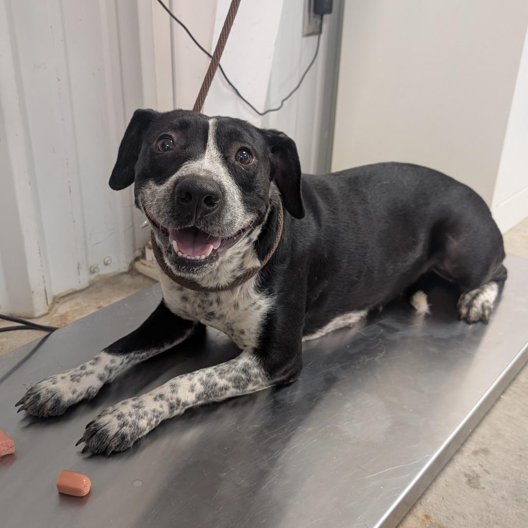 Thorn, Adoptable, Adult Female Mixed Breed.