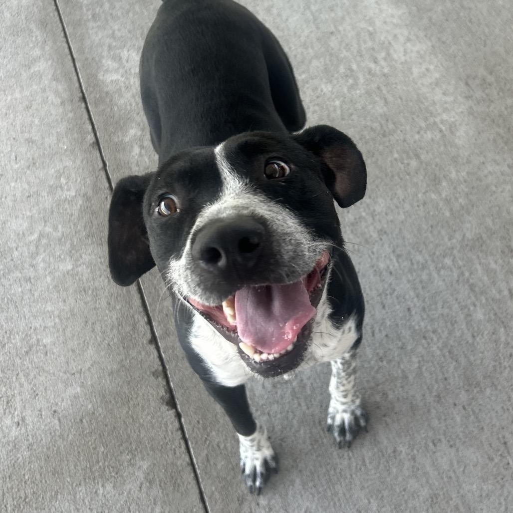 Thorn, a Adoptable Mixed Breed in Emporia, KS image 2/4