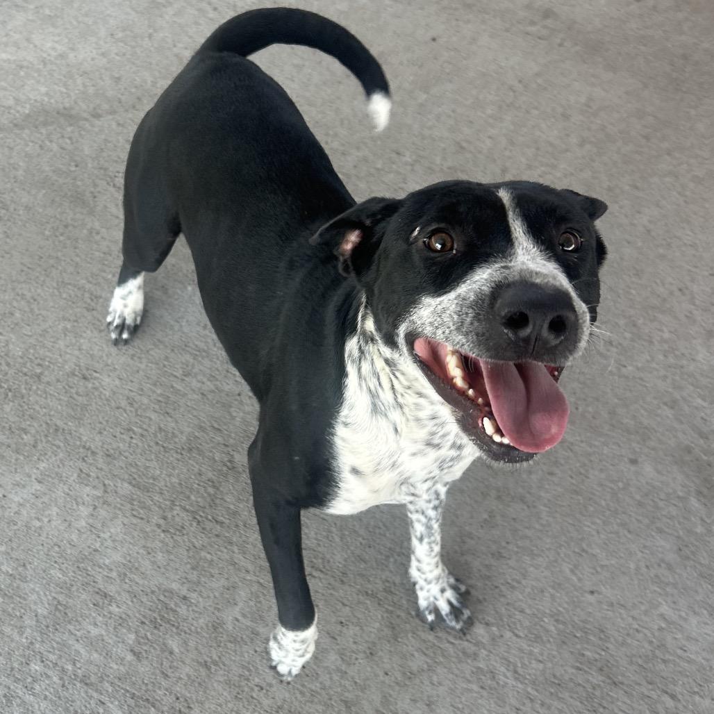 Thorn, a Adoptable Mixed Breed in Emporia, KS image 3/4