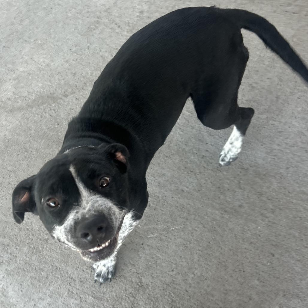 Thorn, a Adoptable Mixed Breed in Emporia, KS image 4/4