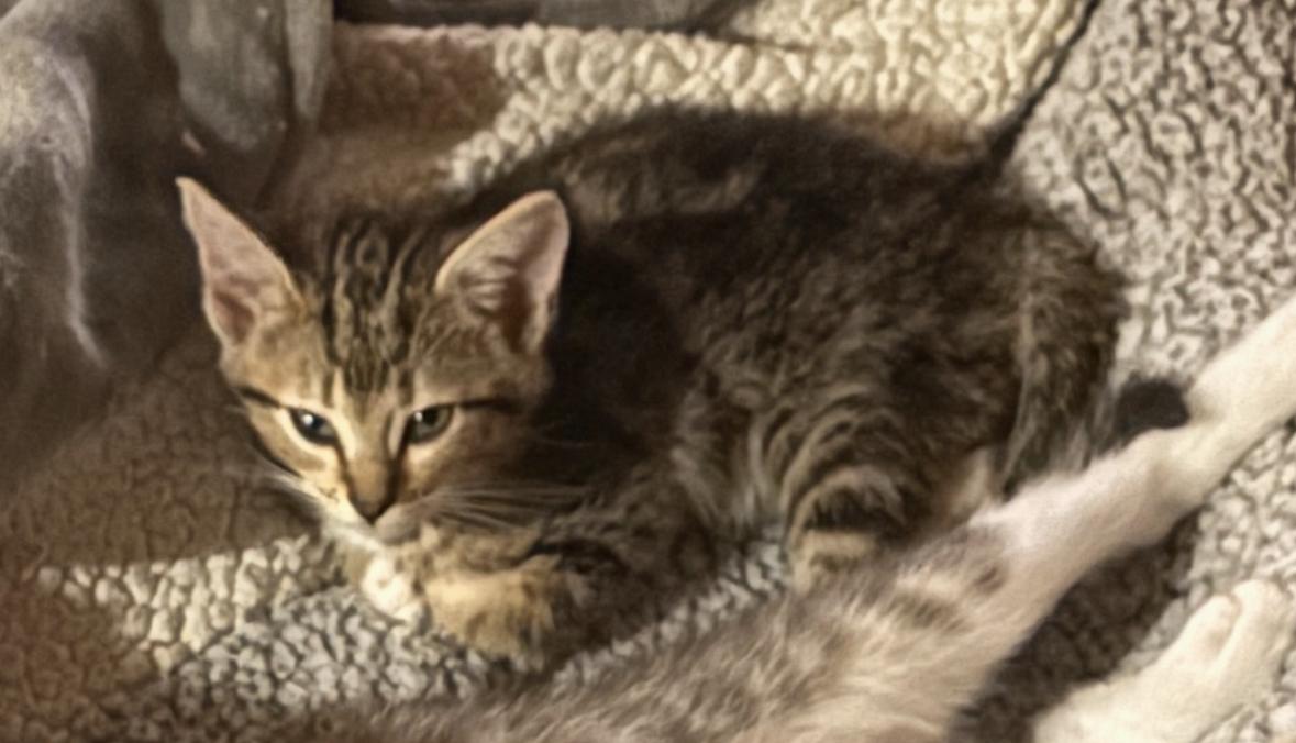 Enlarge Cher, a ADOPTABLE Domestic Short Hair in Portland, OR image 3/4