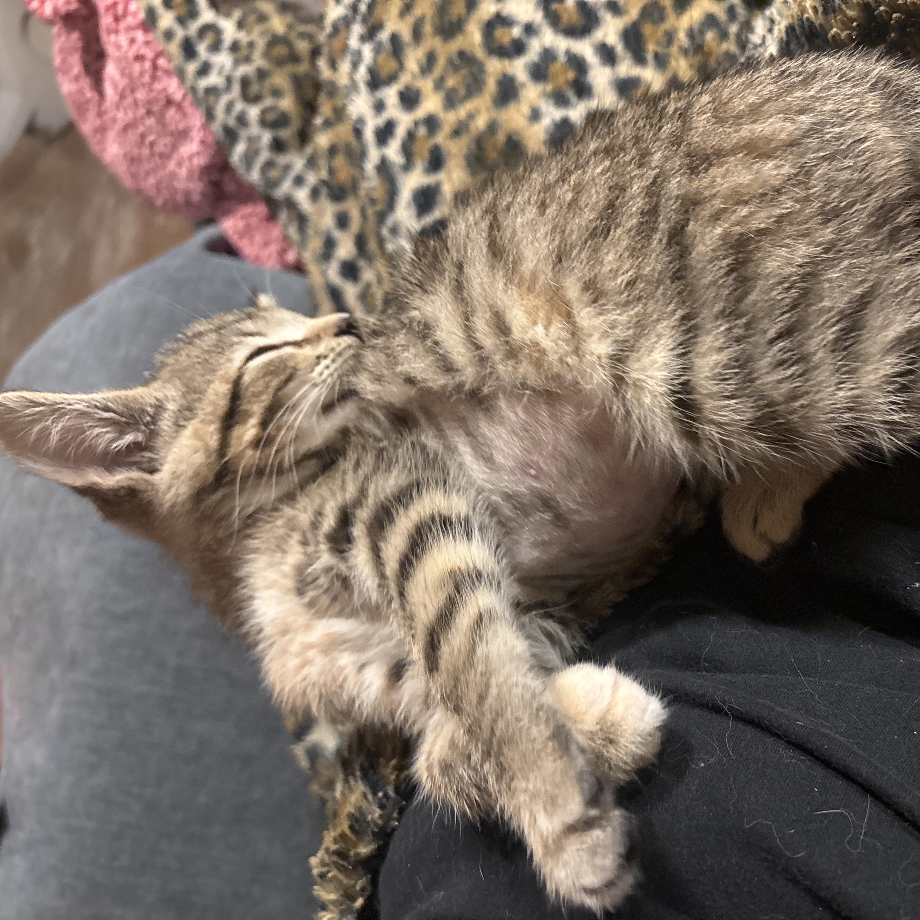 Enlarge Cher, a ADOPTABLE Domestic Short Hair in Portland, OR image 4/4