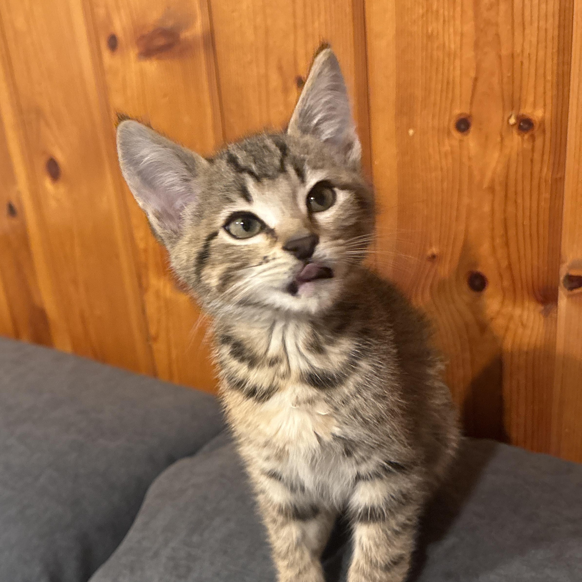 Enlarge Cher, a ADOPTABLE Domestic Short Hair in Portland, OR image 2/4