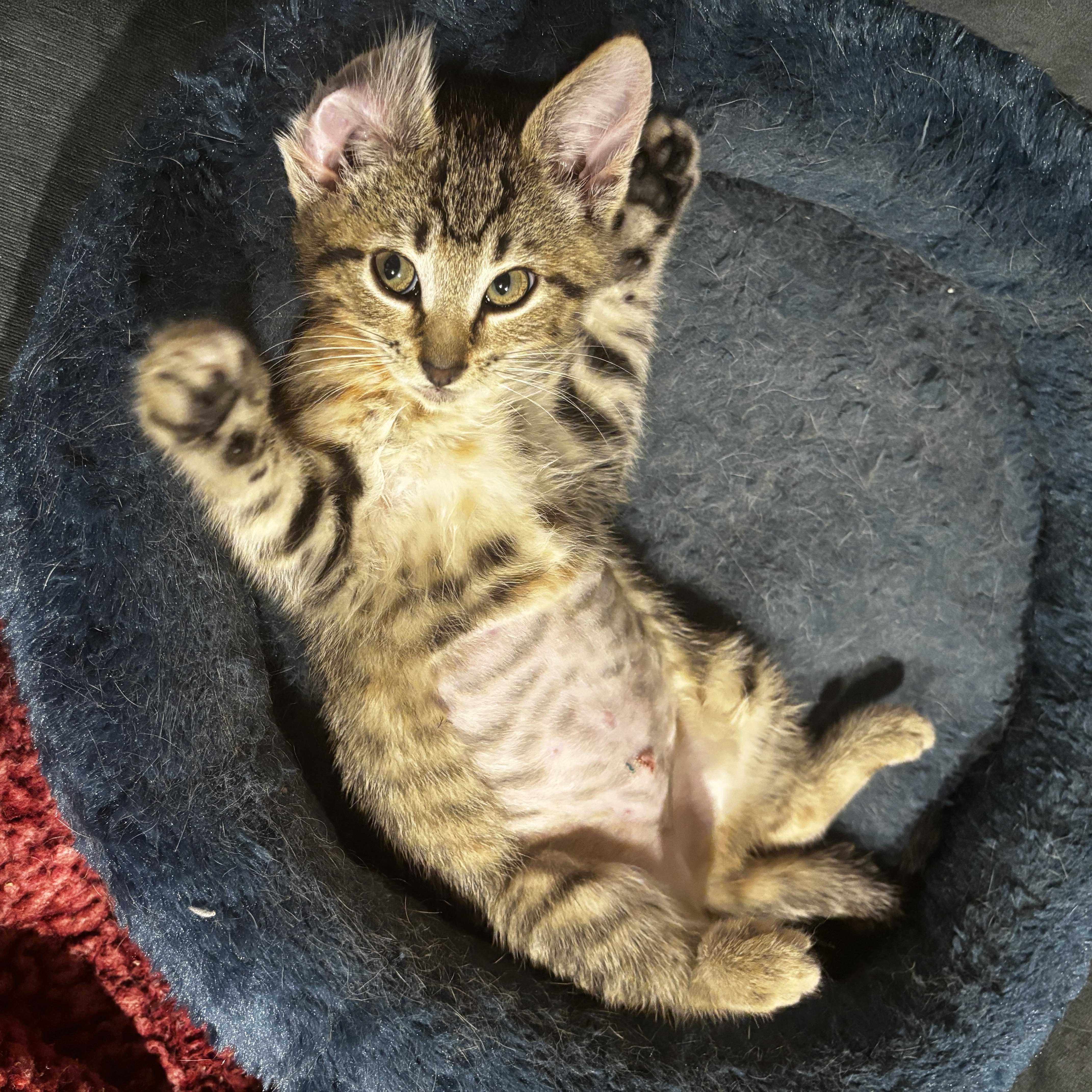 Cher, ADOPTABLE, Kitten Female Domestic Short Hair.
