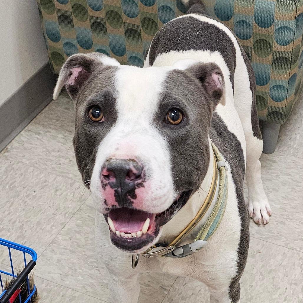 Almond, Adoptable, Adult Male Pit Bull Terrier.