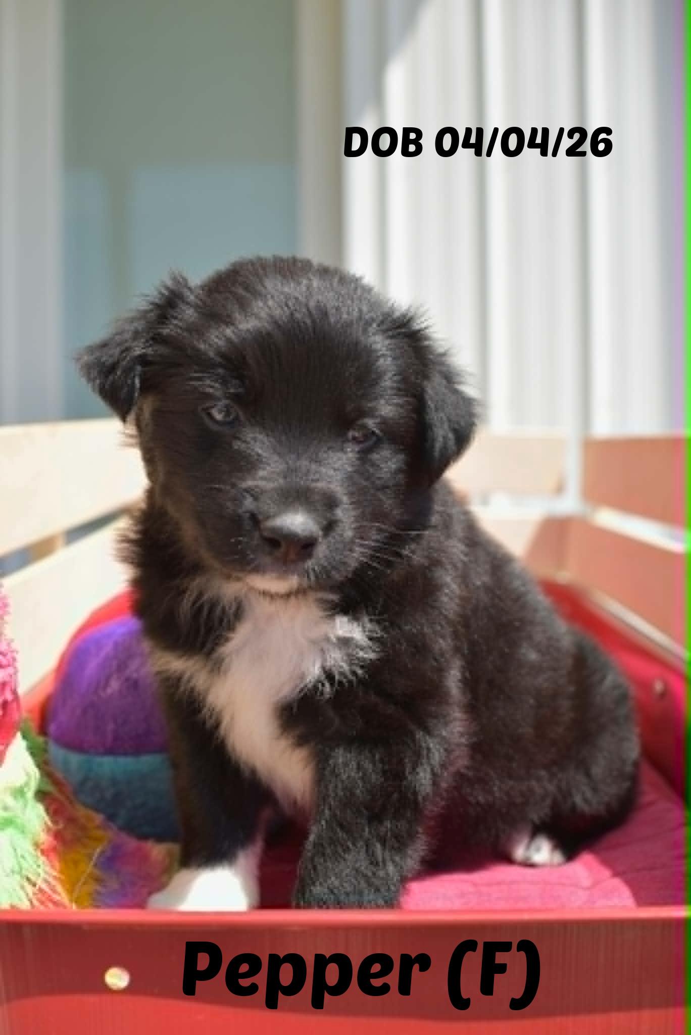 Cinnamon, a Adoptable Border Collie in Seymour, IN image 5/6