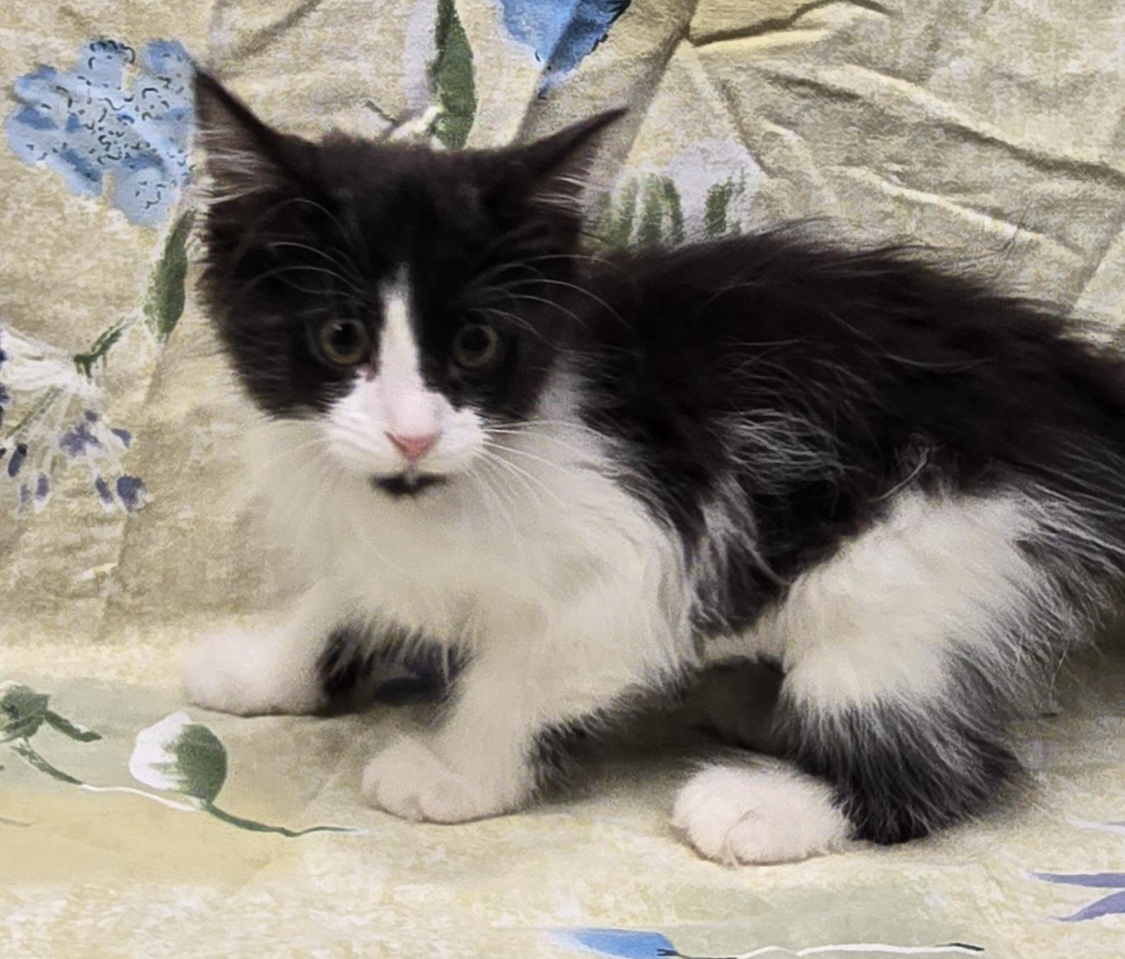 Satsuki, an adopted mixed breed in Payson, AZ image 5/5