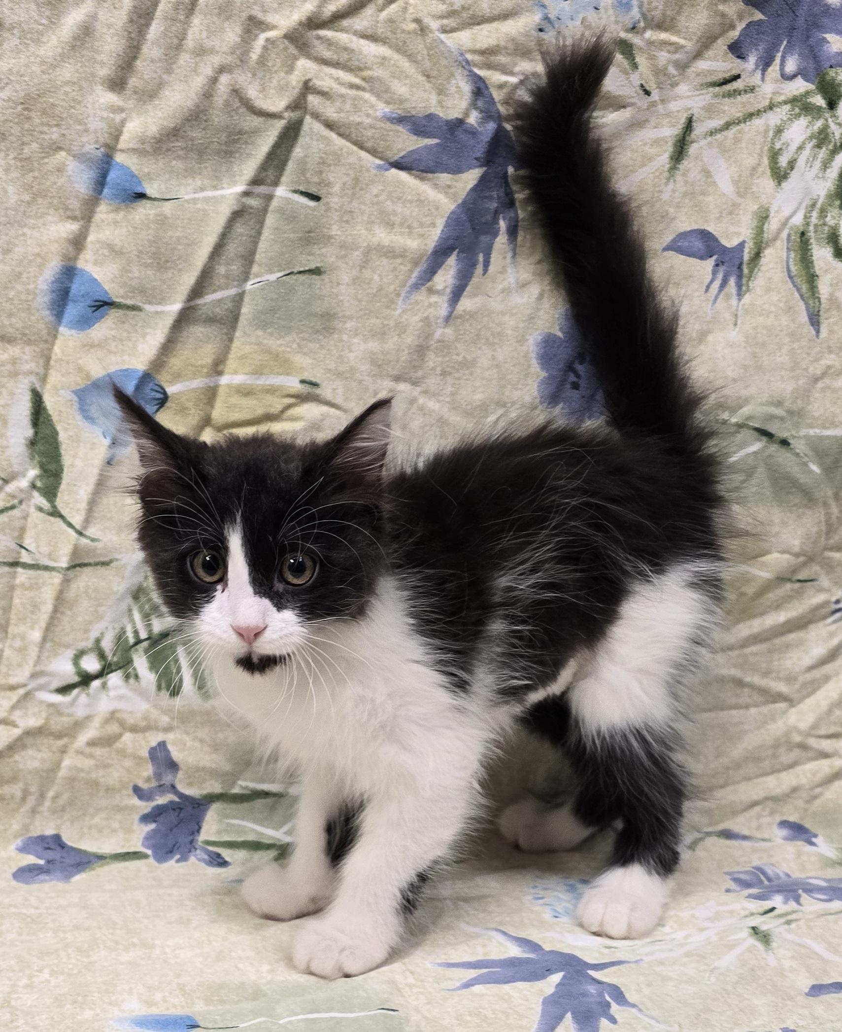 Satsuki, an adopted mixed breed in Payson, AZ image 2/5