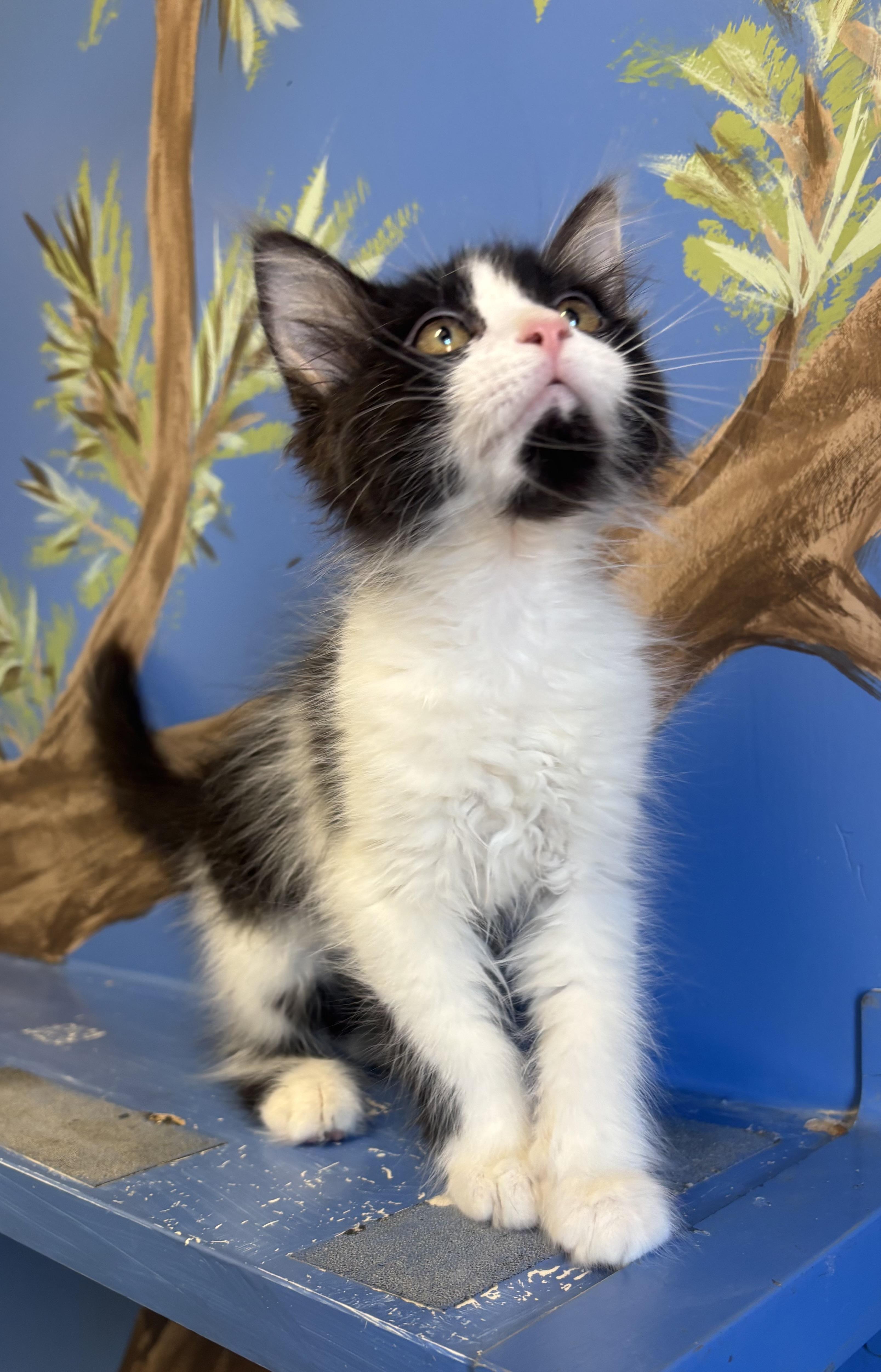 Satsuki, an adopted mixed breed in Payson, AZ image 3/5