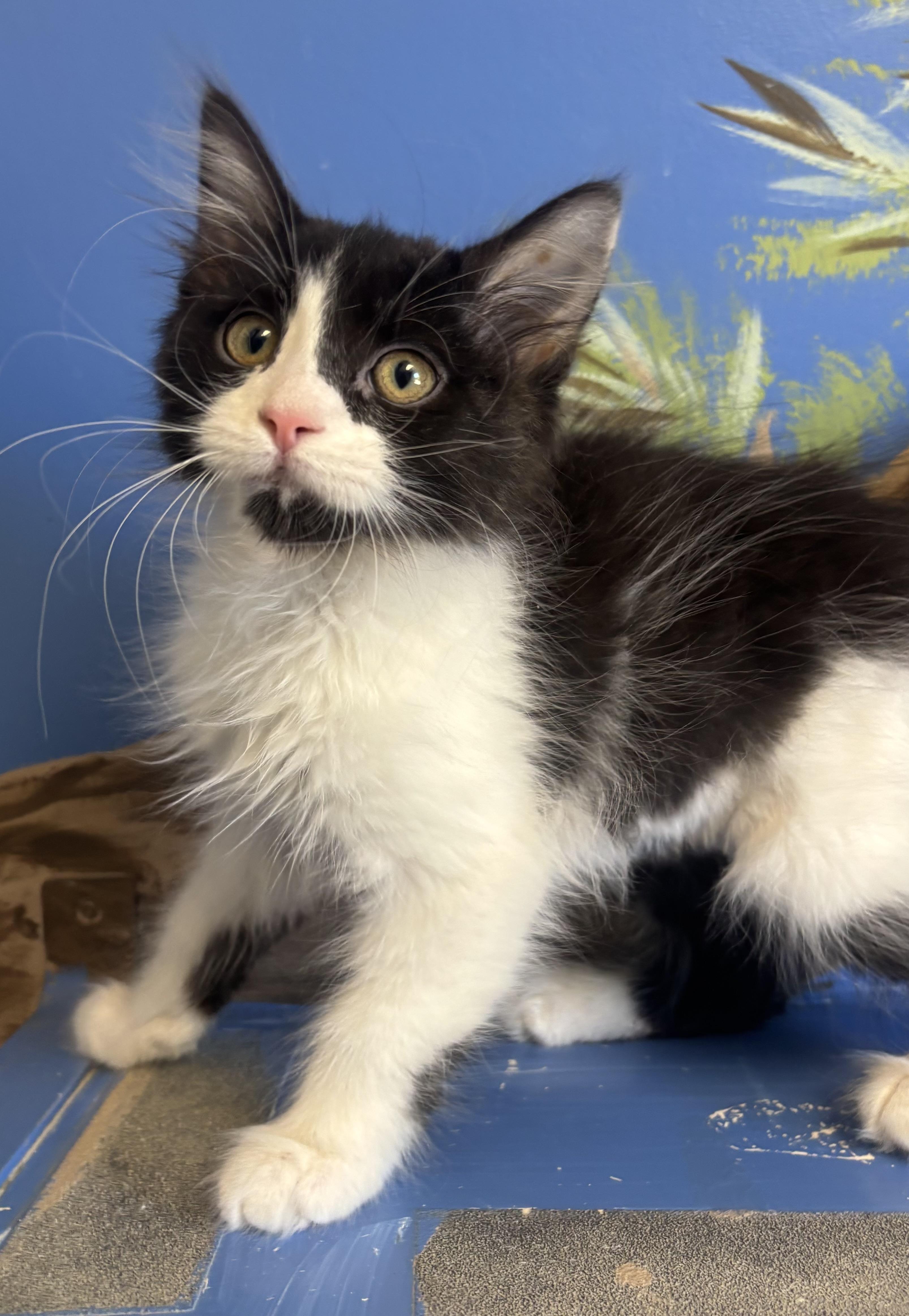 Satsuki, an adopted mixed breed in Payson, AZ image 1/5