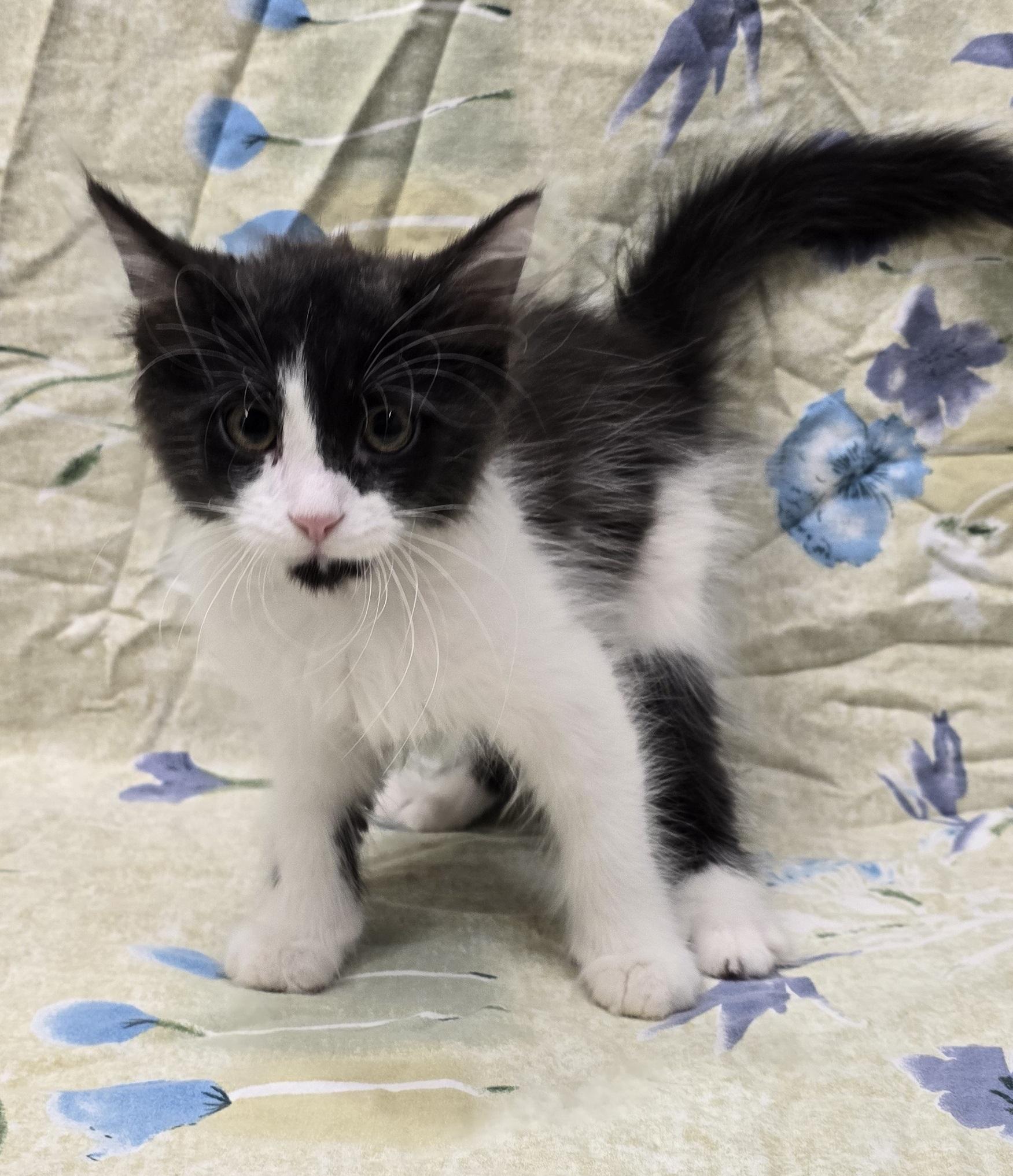 Satsuki, an adopted mixed breed in Payson, AZ image 4/5