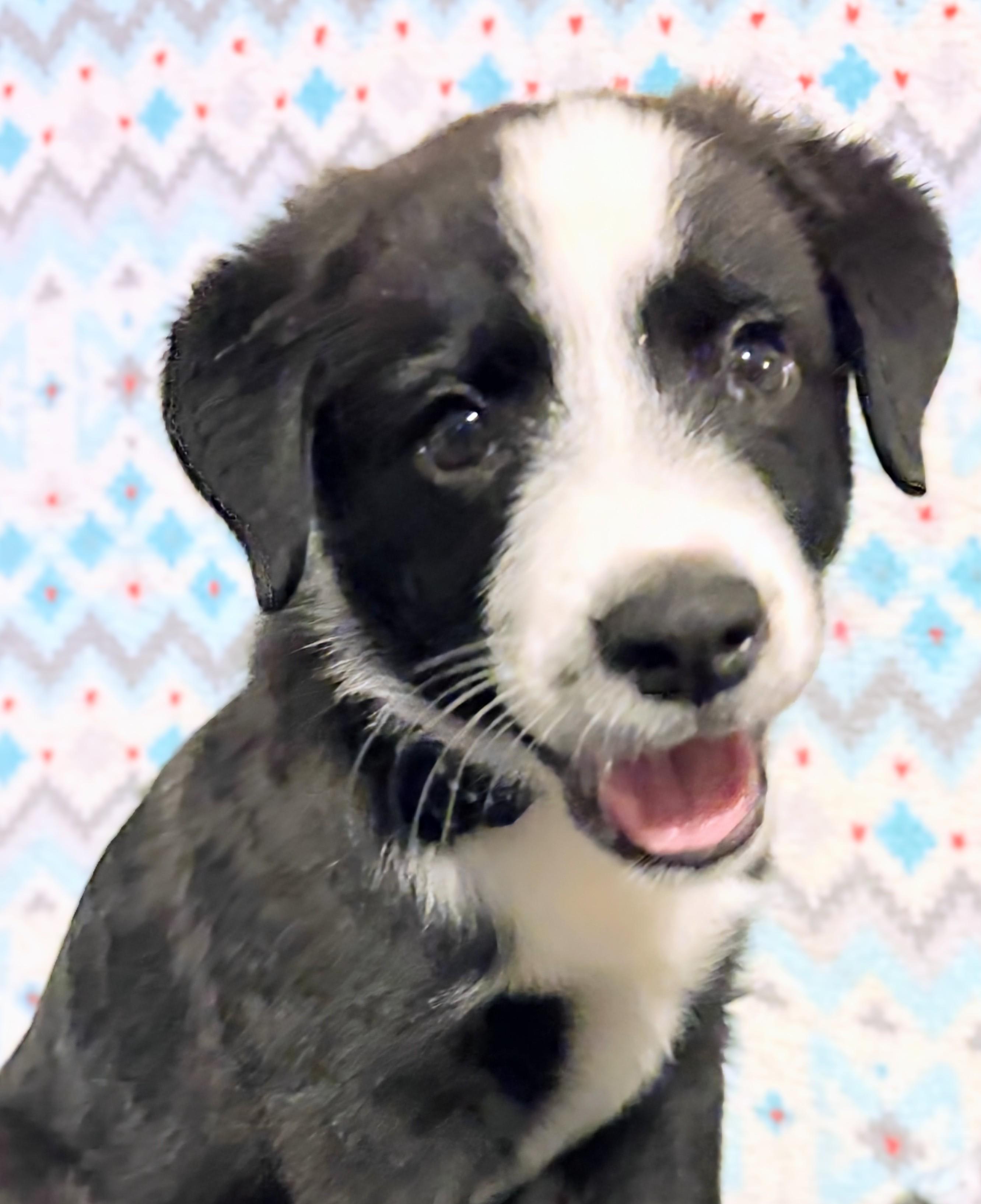 Max, Adopted, Puppy Male Australian Shepherd.