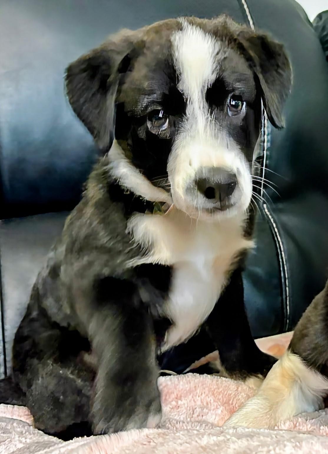 Enlarge Max, a Adopted mixed breed in Aurora, NE image 2/3