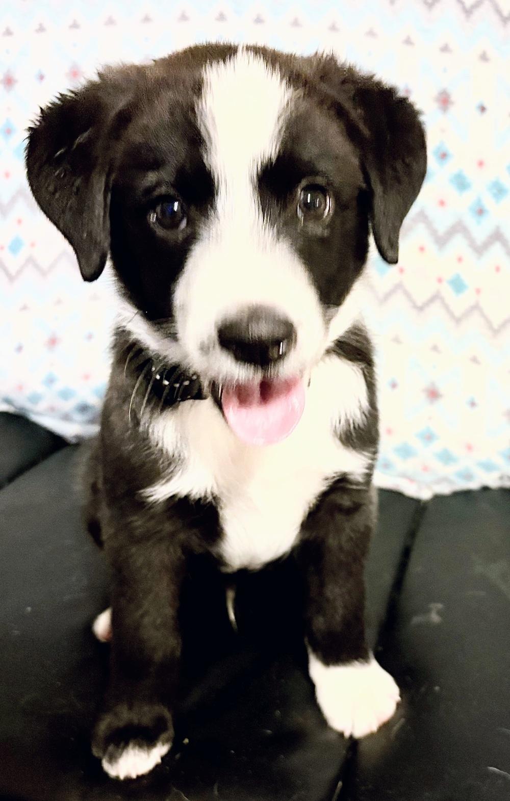 Enlarge Max, a Adopted mixed breed in Aurora, NE image 3/3
