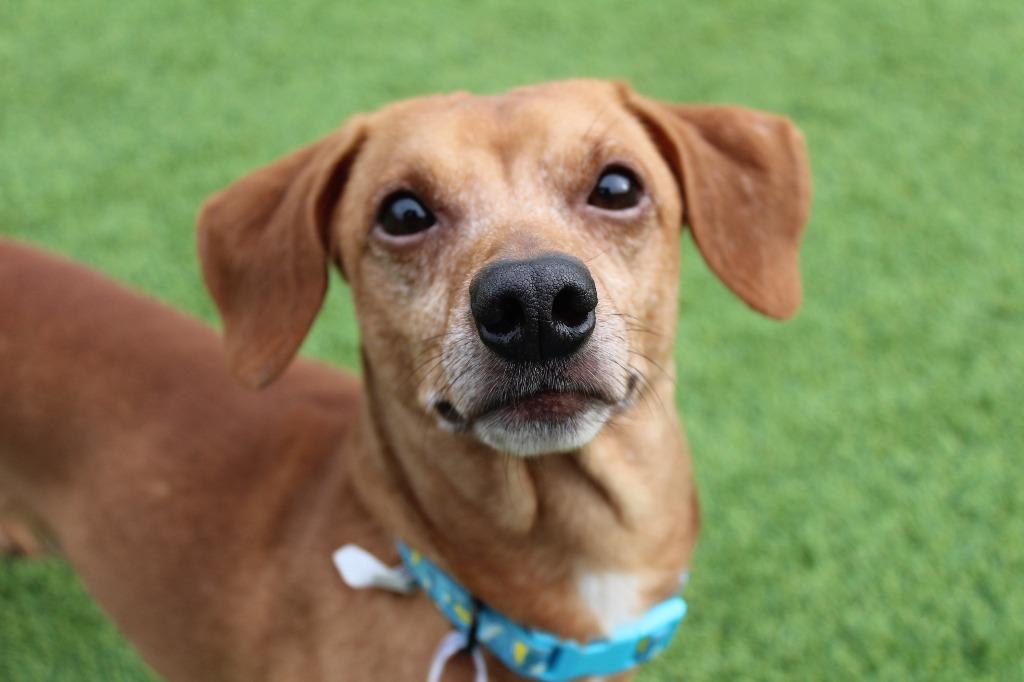 Oscar Mayer, adopted, Adult Male Dachshund.