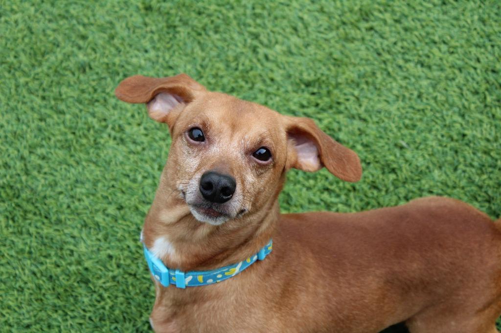 Enlarge Oscar Mayer, an adopted Dachshund in Chestertown, MD image 4/4