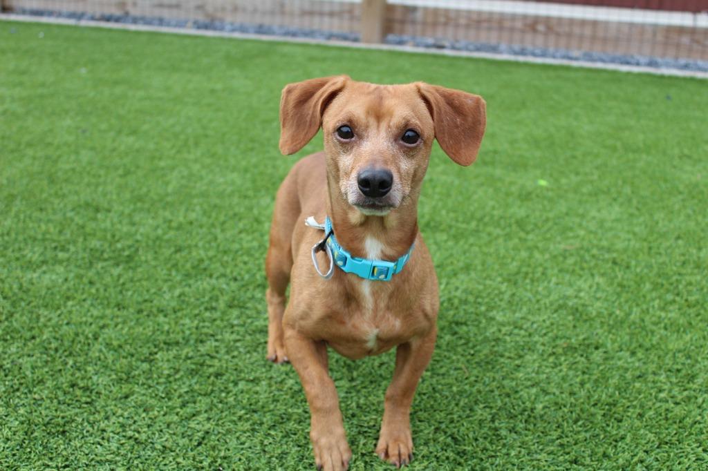 Enlarge Oscar Mayer, an adopted Dachshund in Chestertown, MD image 2/4