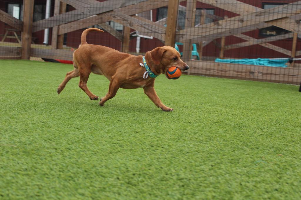 Enlarge Oscar Mayer, an adopted Dachshund in Chestertown, MD image 3/4