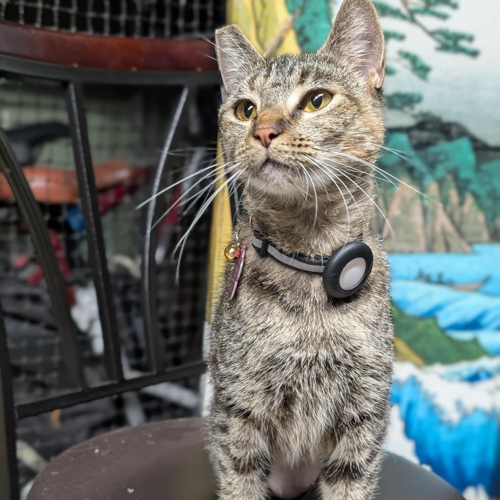 Felicity, Adoptable, Adult Female Domestic Short Hair.